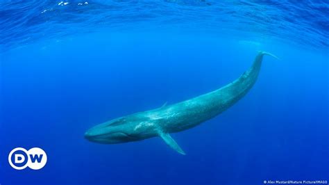 Whales ingest 10 million bits of microplastics daily — study – DW – 11 ...