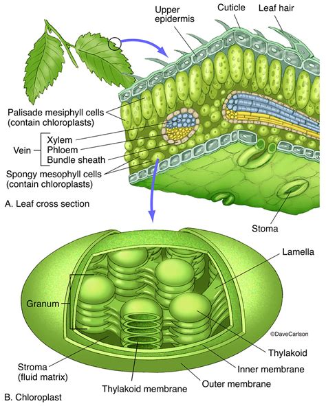 Chloroplast In Plant Cell