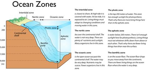 Describe the Zones of the Open Ocean - Elaina-has-Graves