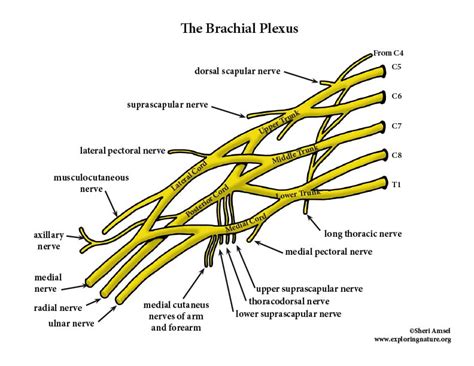 Brachial Plexus: Anatomy, Branches And Mnemonics Kenhub, 40% OFF