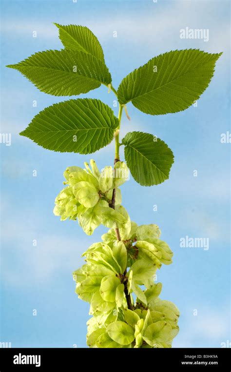 Dutch elm leaves hi-res stock photography and images - Alamy