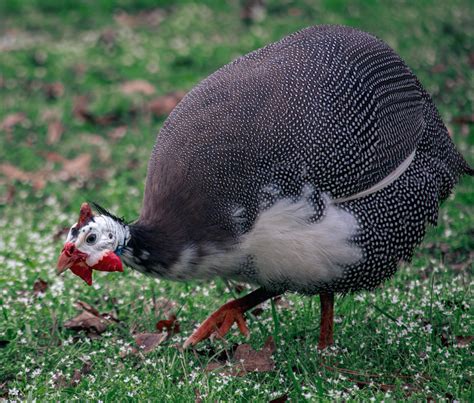 Guinea Fowl Sounds