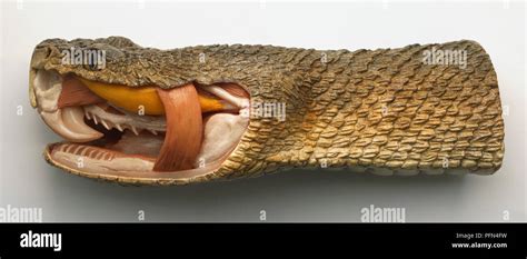 Side view of model of Timber Rattlesnake head with nostril-like heat ...