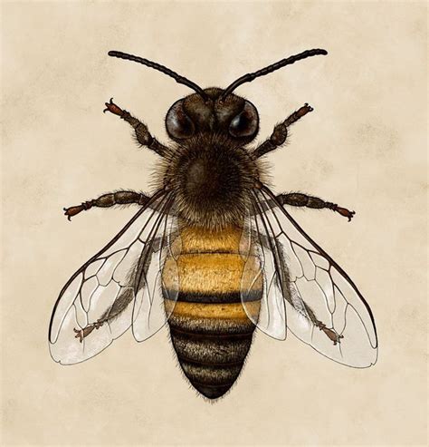 The Victorian Bee | Bee drawing, Insect art, Bee illustration