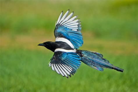 Black-billed Magpie | Audubon Field Guide