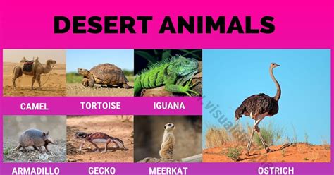 Desert Animals: 38 Wonderful Animals that Live in Desert Habitats ...