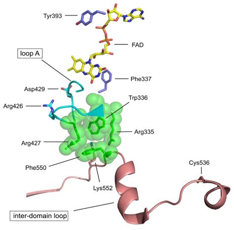 Structure of the active site cavity of FAD in human XOR. FAD is shown ...