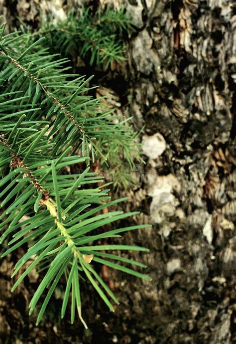 Woodland Evergreen Tree Bark Background Stock Image - Image of outdoor ...