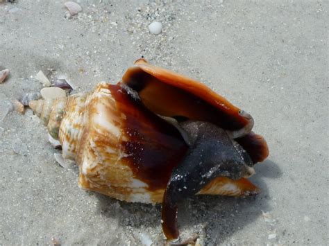 Fighting Conchs on St. Pete Beach | Blog The Beach