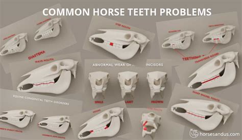 9 Common Horse Teeth Problems You Should Know [Visual Guide]