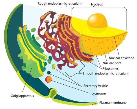 What do lysosome do