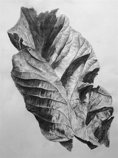 Realistic Leaf Texture Drawing - Textures.com is a website that offers ...