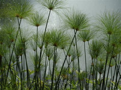 Growing Guide: How to Grow Papyrus Plant - Garden Lovers Club