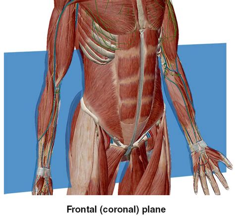 Anatomy and Physiology: Anatomical Planes and Cavities