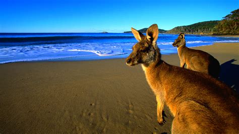 Kangaroo Wallpaper - WallpaperSafari