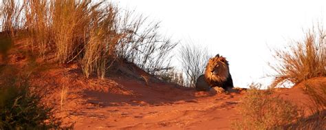 Kgalagadi Transfrontier Park Safari: South Africa Guide 2024