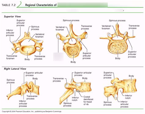 Types of Vertebrae Diagram | Quizlet