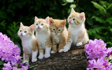 Cute Kitten Wallpapers (59+ pictures) - WallpaperSet