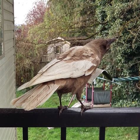 The science behind caramel crows