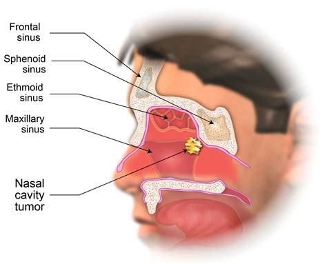 Nasal Cavity Diagram 3D : PPT - Respiratory System PowerPoint ...