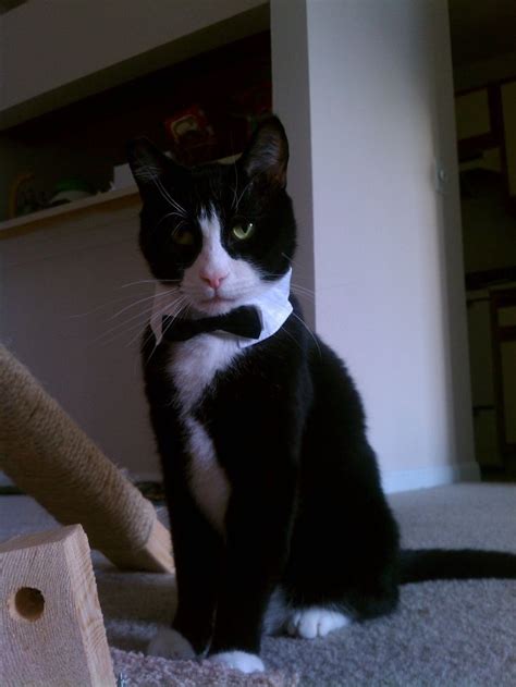 Pin on Tuxedo cats