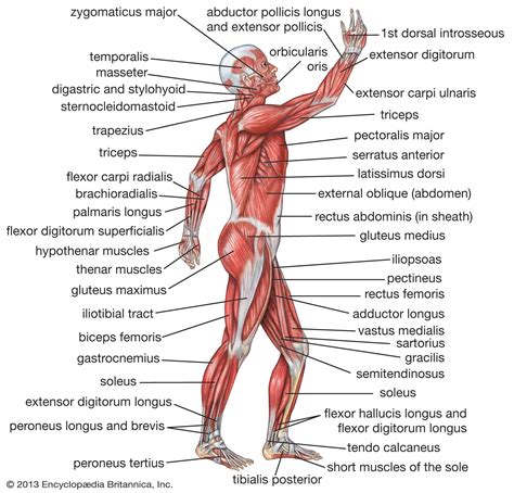 Gluteus maximus | anatomy | Britannica