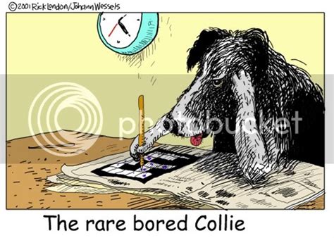 O/T border collie cartoons - The People's Border Collie Gallery - BC Boards