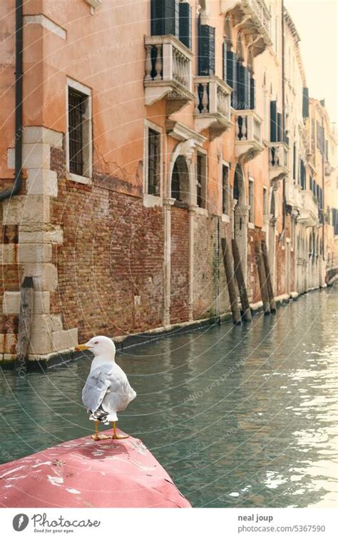 Single seagull sitting on the bow of a boat; in the background the ...