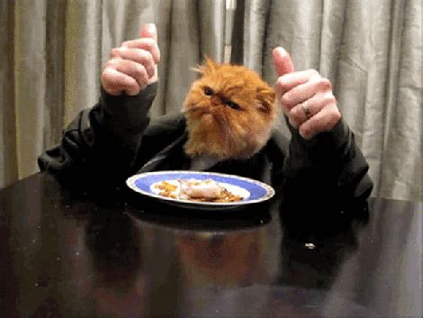 The week in GIFs: Cat edition | Grist