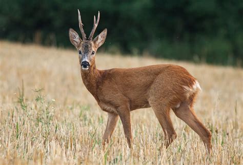 Deer | Characteristics, Species, Types, Family, & Facts | Britannica