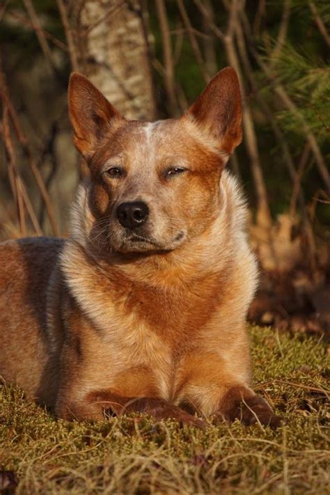 Blue heeler origins and history a fascinating guide – Artofit