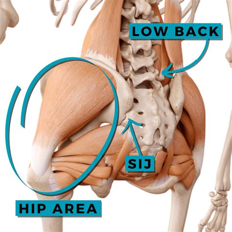 The Role of Decreased Hip Mobility in Low Back Pain — Laguna Orthopedic ...