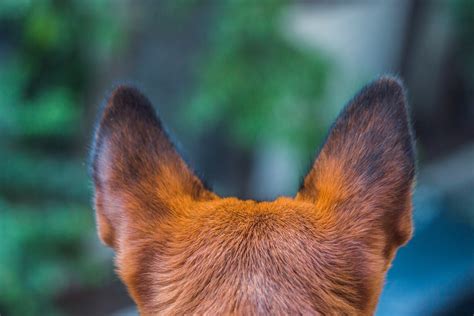 The Ultimate Guide to Hearing Dogs – Anything Pawsable