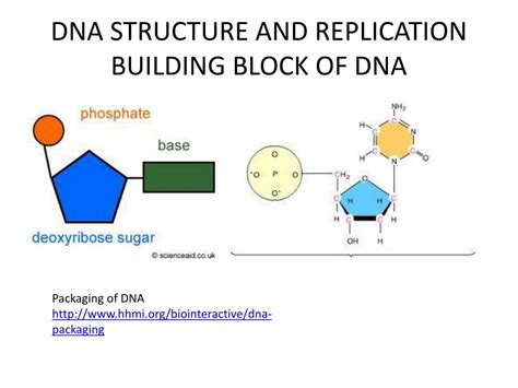 PPT - DNA STRUCTURE AND REPLICATION BUILDING BLOCK OF DNA PowerPoint ...