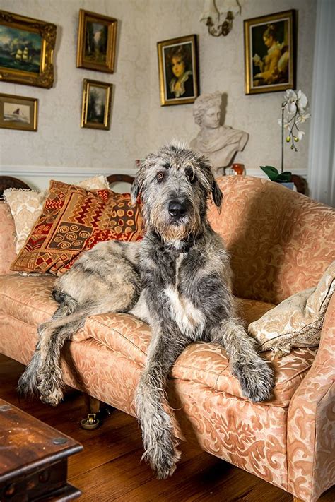 The Irish Wolfhound: Why the archetypal ‘gentle giant’ was a favourite ...