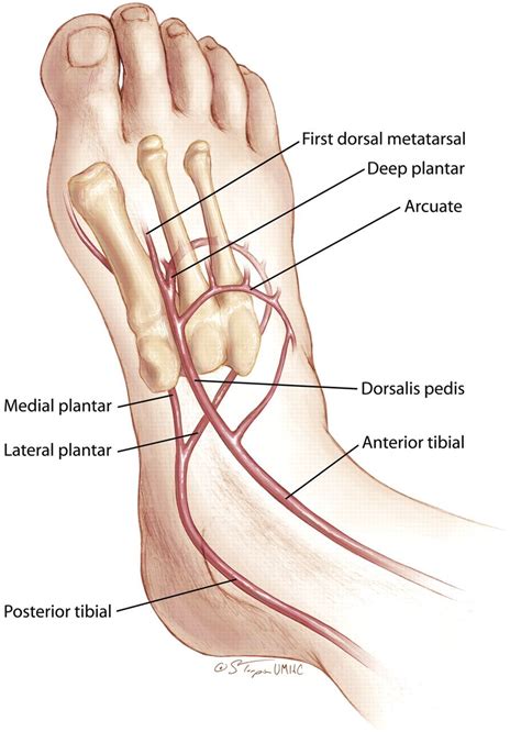 Posterior Tibial Artery Palpation