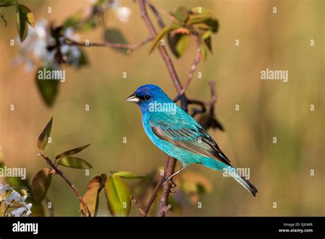 Indigo bunting - male Stock Photo - Alamy