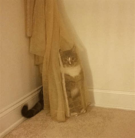 Cats That Think They Are The Masters At Hiding - I Can Has Cheezburger ...