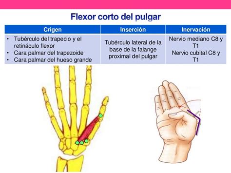 Anatomía de pulgar