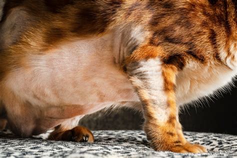 Why Your Cat Grooms So Much • MSPCA-Angell