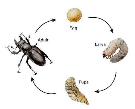 Iowa's Nature Series Educational Graphics | Natural Resource Stewardship