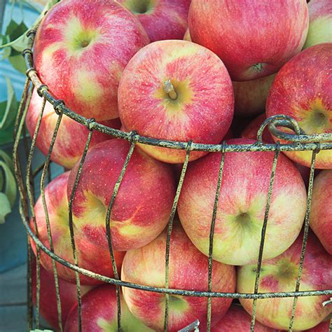 Cripps Pink Lady Apple Trees | Gurney's Seed & Nursery Co.