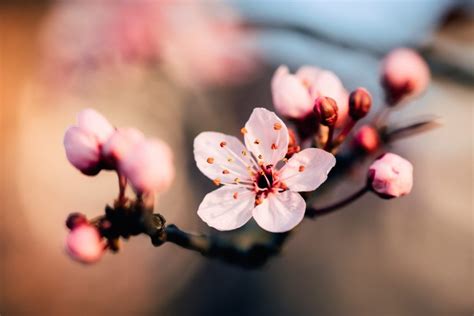 27 Beautiful Photographs Of Cherry Blossoms | Cherry blossom pictures ...