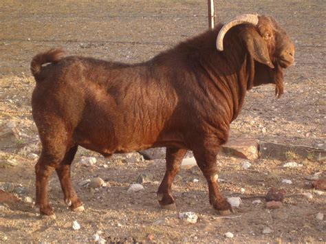 Kalahari Red Goats | Goat farming, Goats, Boer goats