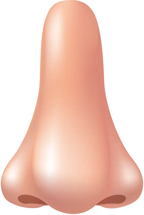 Human nose PNG transparent image download, size: 1191x1775px