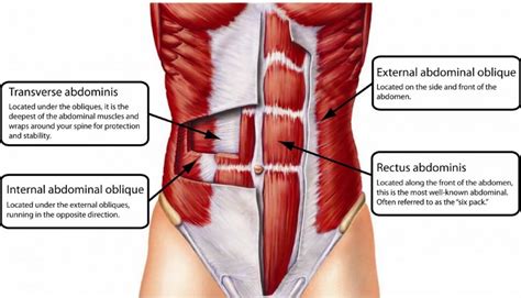 Abdominal Muscles : Attachment, Nerve Supply & Action - Anatomy Info