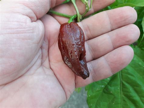 Chocolate Scorpion 20 quality organic hot chili pepper seeds | Etsy