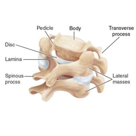 Anatomy of the Spine | Globus Medical