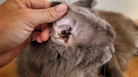 Cat Ear Infection: Causes, Symptoms, and Treatment Options ...