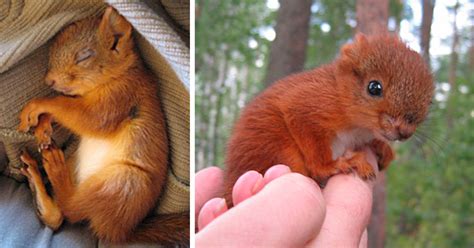 A Badly Injured Baby Squirrel Gets Adopted By Humans | Bored Panda